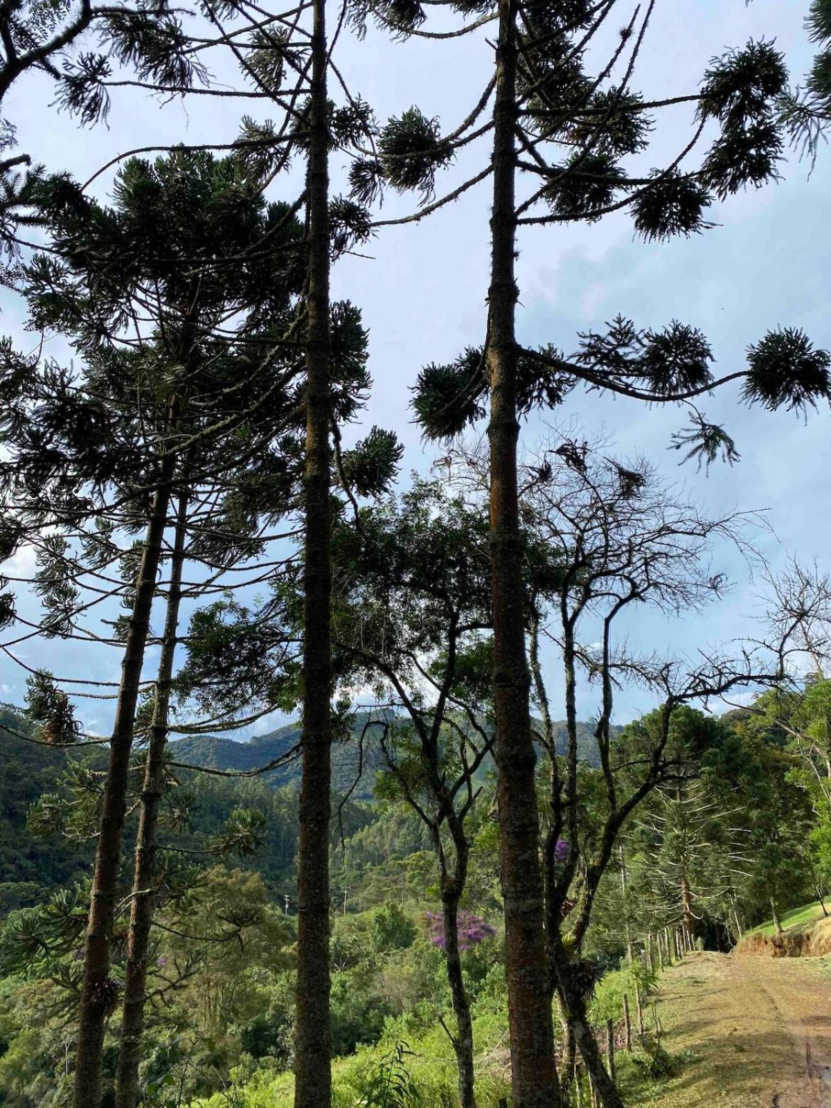 Chales Fazenda Floresta Das Araucarias Cunha Exterior photo
